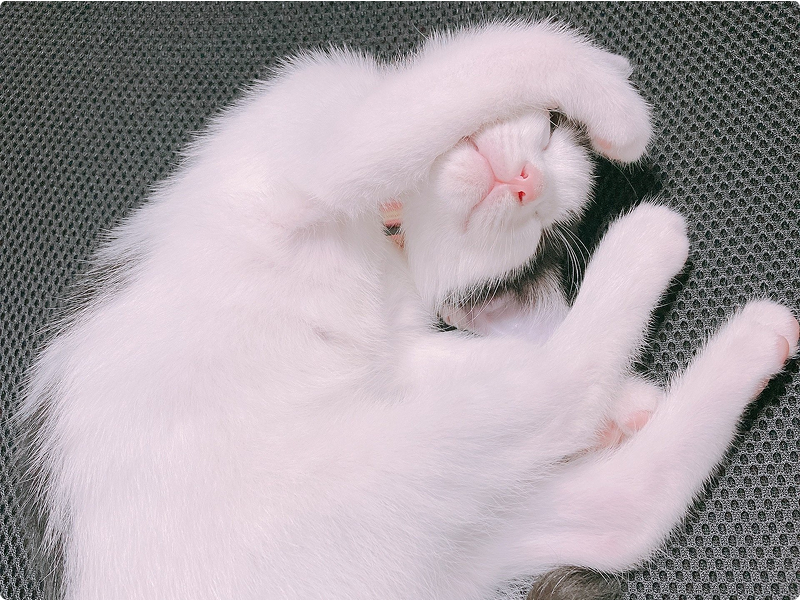 丸くなって眠る白い猫